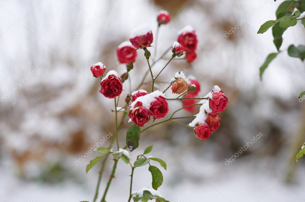 Snow on rose blossoms in December in the Salzkammergut, Austria, Europe