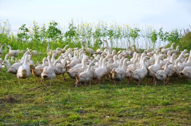 Yukarı Avusturya, Avusturya ve Avrupa 'da bir tarlada bir sürü kaz var.