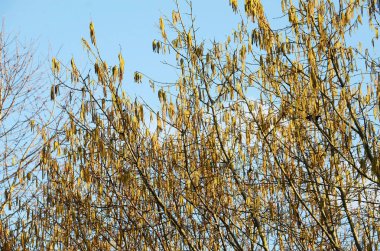 Salzkammergut, Yukarı Avusturya, Avusturya, Avrupa 'da fındık ağacı çiçekleri