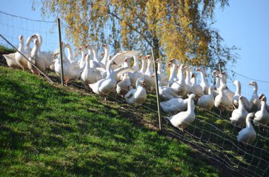 Yukarı Avusturya, Avusturya ve Avrupa 'da bir tarlada bir sürü kaz var.