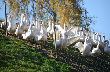 Yukarı Avusturya, Avusturya ve Avrupa 'da bir tarlada bir sürü kaz var.
