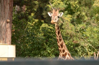 Schnbrunn Hayvanat Bahçesi, Viyana, Avusturya, Avrupa