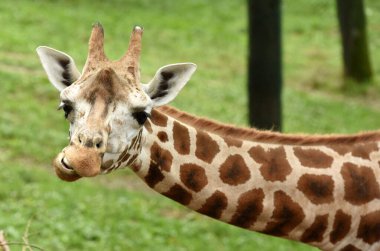 Schmiding Hayvanat Bahçesinde Zürafa, Yukarı Avusturya, Avusturya, Avrupa
