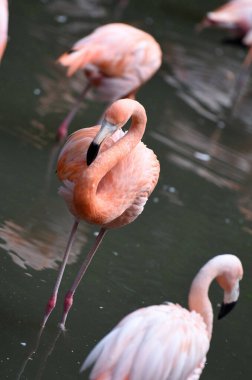 Schmiding Hayvanat Bahçesi 'nde flamingolar, Yukarı Avusturya, Avusturya, Avrupa