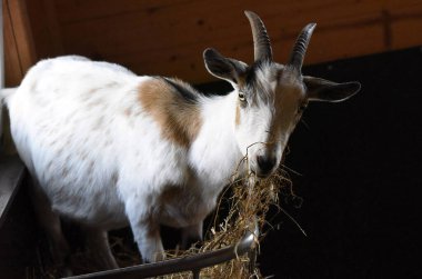 Schmiding Hayvanat Bahçesinde Keçi, Yukarı Avusturya, Avusturya, Avrupa