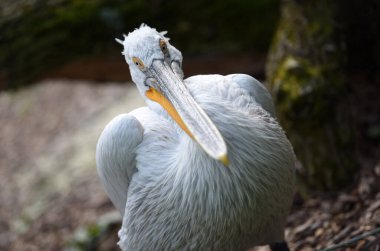 Schmiding Hayvanat Bahçesinde Pelikan, Yukarı Avusturya, Avusturya, Avrupa