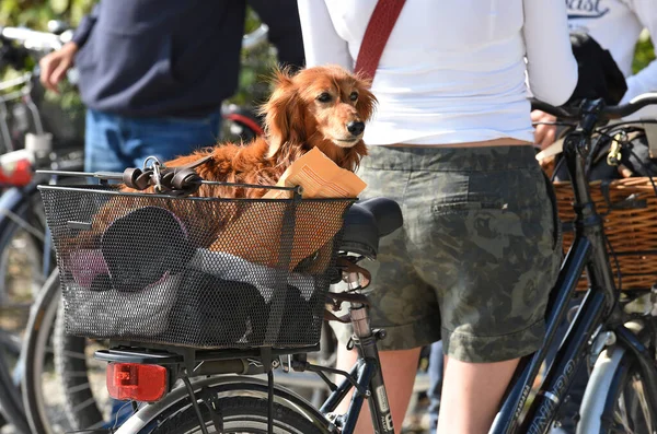 Dog in a basket on a bike