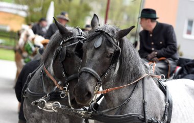 Georgi, Ampflwang (Voecklabruck İlçesi) - Georgiritt, çoğunlukla asırlık geleneklere dayanan Aziz George 'un anısına at ziyaretçilerinin adıdır..
