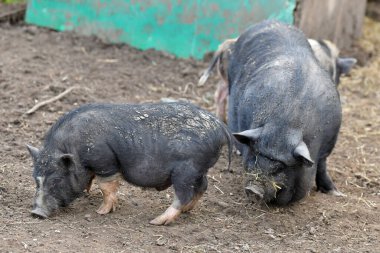 Avusturya, Avrupa 'da göbekli domuz
