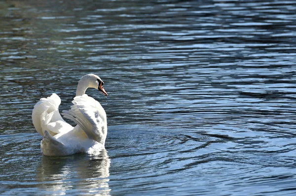 Schwan Attersee Österreich Europa — Stockfoto