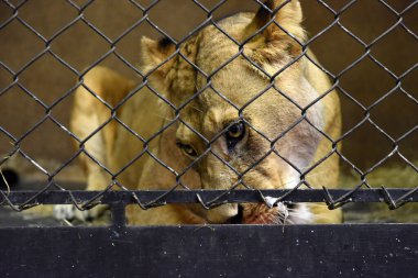 Hamburg, Almanya, Avrupa 'daki Hagenbeck Hayvanat Bahçesi' nde Aslan