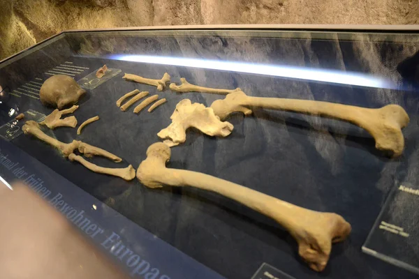 Музей Неандертальців Англ Neanderthal Museum Музей Неандерталі Поблизу Меттмана Німеччина — стокове фото