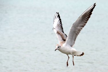 Attersee, Avusturya, Avrupa 'da martı ve kuğu