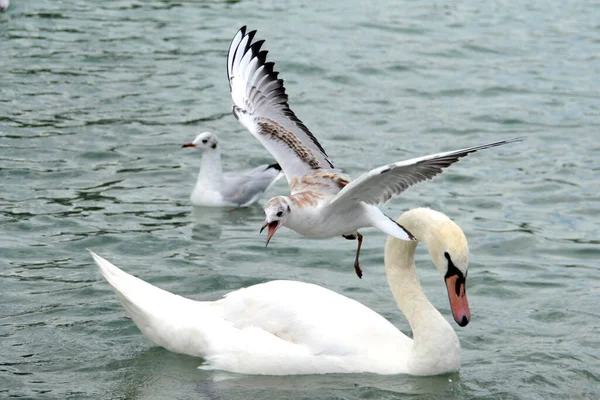 Möwe Und Schwan Attersee Österreich Europa — Stockfoto