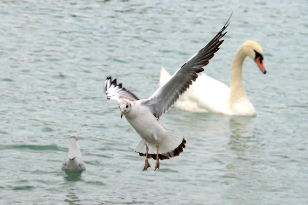 Möwe Und Schwan Attersee Österreich Europa — Stockfoto