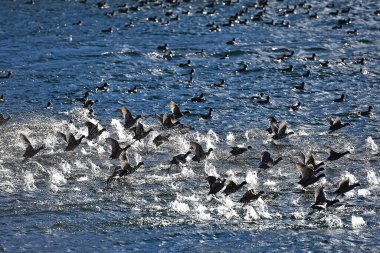 Traunsee, Avusturya ve Avrupa 'da su kuşlarının toplu başlangıcı