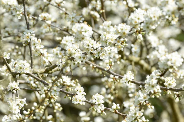 Blossoms Sea Buckthorn Bush Sun — Stock Photo, Image