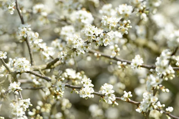 Blossoms Sea Buckthorn Bush Sun — Stock Photo, Image