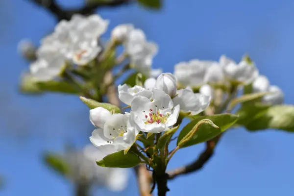 Close Pear Blossoms — Stock Photo, Image