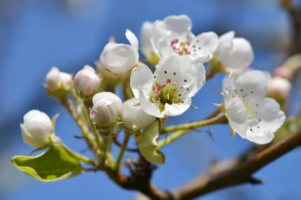 Close Pear Blossoms — Stock Photo, Image