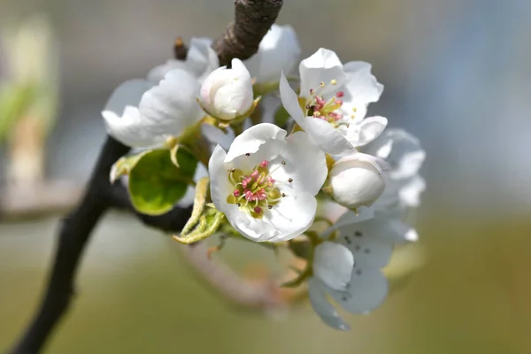Close Pear Blossoms — Stock Photo, Image