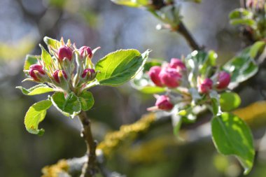 Elma çiçeklerini kapat.