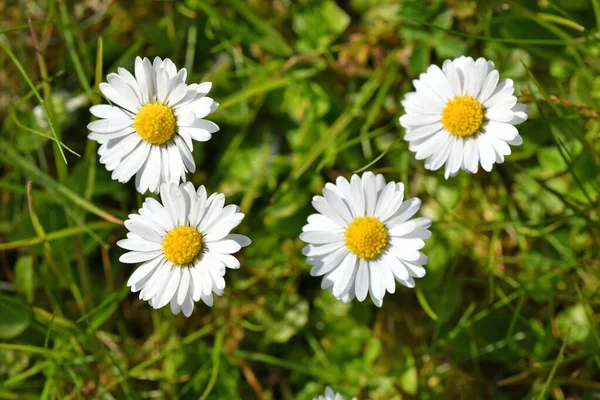 Gros Plan Des Fleurs Marguerites — Photo