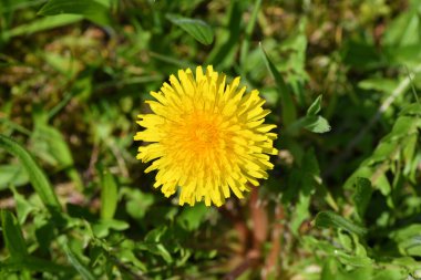 Çayırdaki bir karahindiba çiçeğinin ayrıntıları.