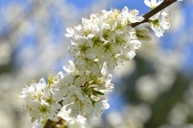 Güneşteki deniz dikenli çalıların çiçeklerine yakın. 