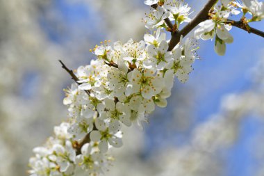 Güneşteki deniz dikenli çalıların çiçeklerine yakın. 