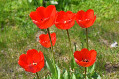 Avusturya 'da bir lalenin kapanışı