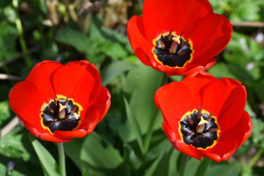 Avusturya 'da bir lalenin kapanışı