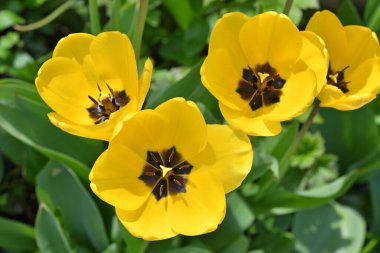 Avusturya 'da bir lalenin kapanışı