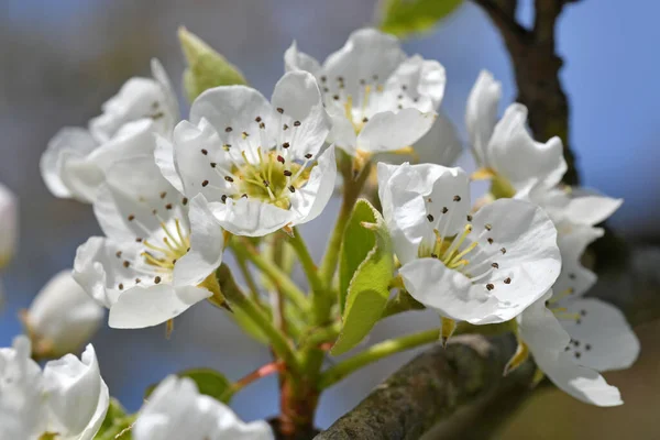 Close Pear Blossoms — Stock Photo, Image