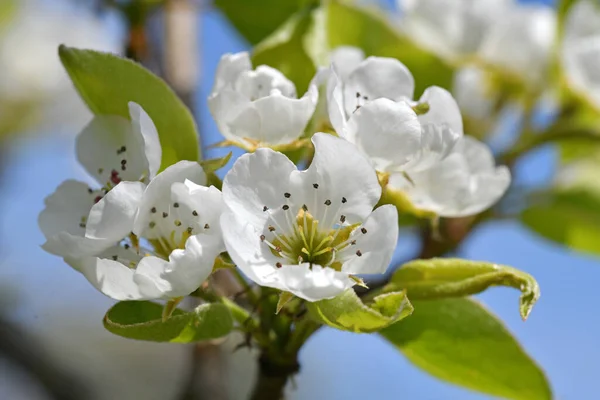 Close up of pear blossoms