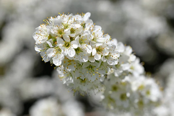 Nahaufnahme Von Blüten Eines Sanddornstrauches Der Sonne — Stockfoto