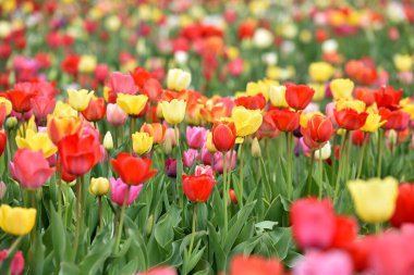 Lale tarlası ilkbaharda Laakirchen, Avusturya, Avrupa 'da