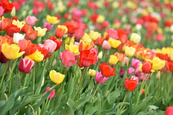 Lale tarlası ilkbaharda Laakirchen, Avusturya, Avrupa 'da