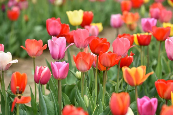 Lale tarlası ilkbaharda Laakirchen, Avusturya, Avrupa 'da