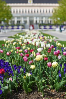 Bad Ischl, Salzkammergut, Yukarı Avusturya, Avusturya, Avrupa Kongresi önündeki laleler