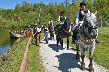 Atlar Avusturya 'da büyük bir gemiyi nehrin yukarısına çekiyor.