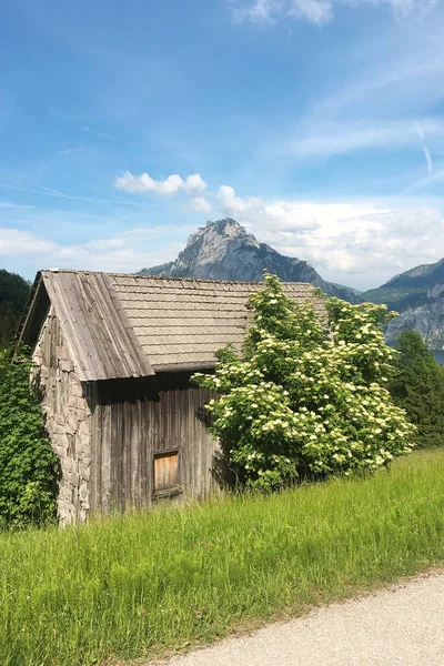 Vlierbessenstruik Bij Een Oude Houten Schuur Voor Traunstein Oostenrijk Europa — Stockfoto