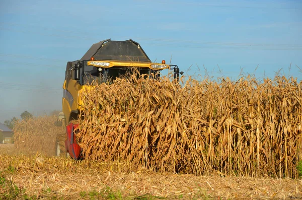 Combine harvester harvesting corn in Austria in autumn