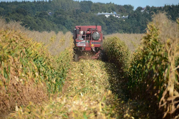 Combine harvester harvesting corn in Austria in autumn