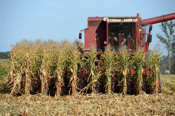 Combine harvester harvesting corn in Austria in autumn