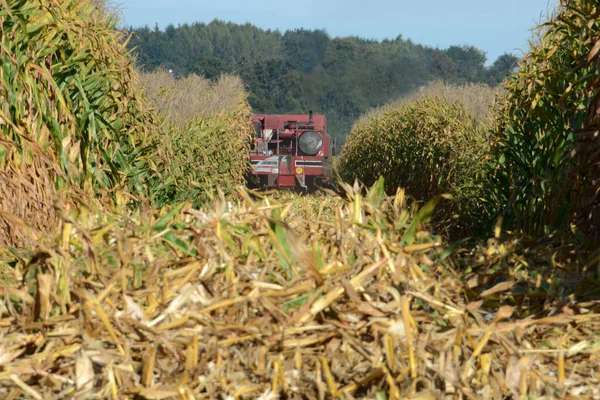 Combine harvester harvesting corn in Austria in autumn