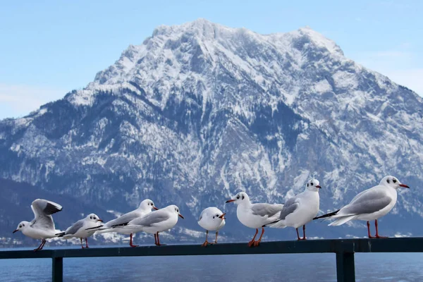 Möwen Winter Traunsee Mit Dem Traunstein Hintergrund Österreich Europa — Stockfoto