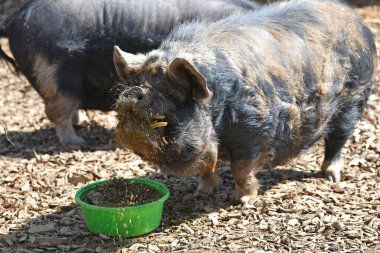 Salzburg, Avusturya ve Avrupa 'da 