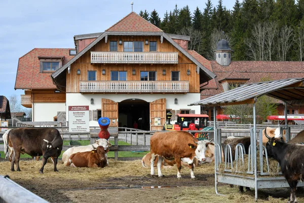 Sanktuarium Dziedziniec Zwierząt Gut Aiderbichl Salzburgu Austria Europa — Zdjęcie stockowe