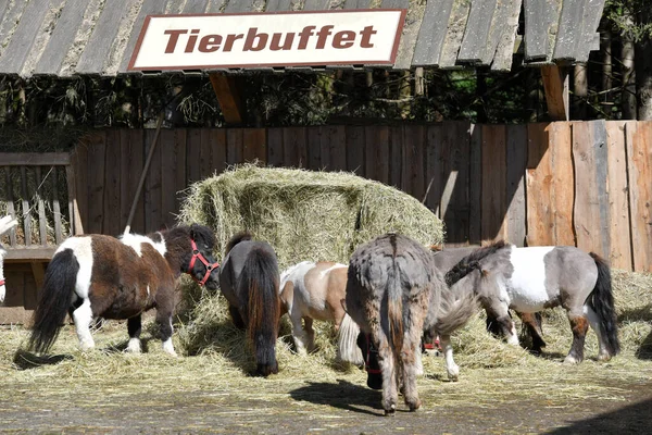 Sanctuary and animal courtyard \